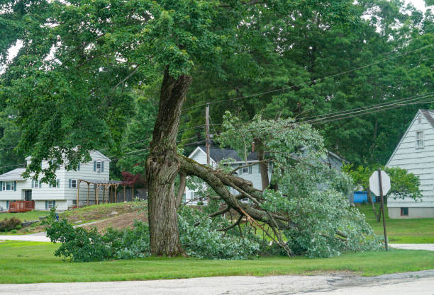 Reliable Fort Payne, AL Tree Removal Solutions